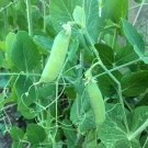 Pea Seeds Early Alaska 25 Ct Pod Vegetable Fresh Seeds Fast Shipping