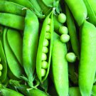 Lincoln Pea Seeds 25 Ct Bush Pea Pod Vegetable Fresh Seeds Fast Shipping