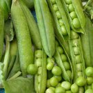 Little Marvel Pea Seeds 25 Ct Pod Vegetable Fresh Seeds Fast Shipping
