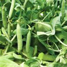 Mammoth Melting Pea Seeds 25 Ct Organic Sugar Snow Pod Vegetable Fresh Seeds Fast Shipping