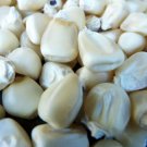 Truckers Favorite White Corn Seeds 25 Ct Vegetable Fresh Seeds Fast Shipping