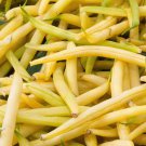 Golden Wax Bean Seeds 50 Ct Bush Yellow Bean Stringless Vegetable Fresh Seeds Fast Shipping