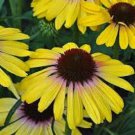 50 Yellow Rainbo Coneflower Seeds Echinacea Perennial Flowers Seed Fresh Seeds Fast Shipping