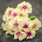 50 Yellow Pink Phlox Seeds Bloom Flower Perennial Flowers Seed Fresh Seeds Fast Shipping