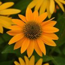50 Yellow Ombre Coneflower Seeds Echinacea Flower Perennial Flowers Seed Fresh Seeds Fast Shipping