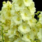 50 Yellow Delphinium Seeds Perennial Garden Flower Seed Flowers Fresh Seeds Fast Shipping