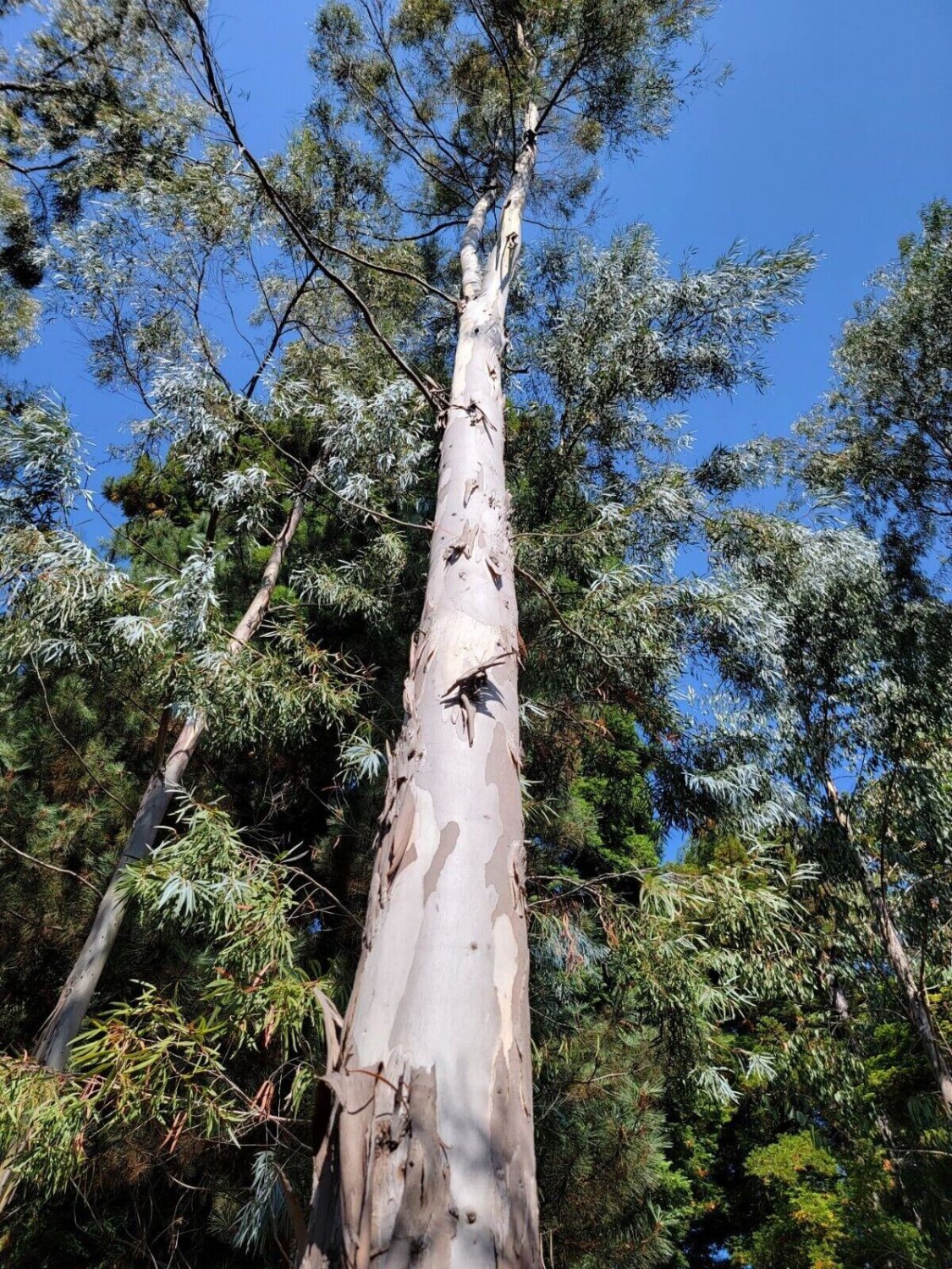 50 White Peppermint Eucalyptus Seeds Tree Flower Perennial Flowers Seed Fresh Seeds Fast Shipping