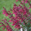 50 Wendys Wish Salvia Seeds Flower Seed Perennial Flowers Hummingbird Fresh Seeds Fast Shipping