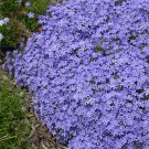 50 Violet Pinwheel Phlox Seeds Flower Perennial Seed Flowers Fresh Seeds Fast Shipping
