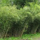 50 Umbrealla Bamboo Seeds Privacy Garden Clumping Exotic Shade Seed Screen Fresh Seeds Fast Shipping
