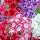 50 Twinkle Phlox Seeds Flower Perennial Seed Flowers Fresh Seeds Fast Shipping