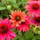 50 Tres Amigos Coneflower Seeds Echinacea Flower Perennial Flowers Seed Fresh Seeds Fast Shipping