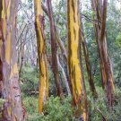 50 Tasmania yellow Eucalyptus Seeds Tree Flower Perennial Flowers Seed Fresh Seeds Fast Shipping
