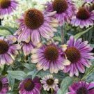 50 Sweet Sandia Coneflower Seeds Echinacea Flower Perennial Flowers Fresh Seeds Fast Shipping