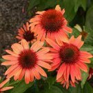 50 Sunset Coneflower Seeds Echinacea Flower Perennial Flowers Seed Fresh Seeds Fast Shipping