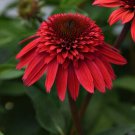 50 Strawberry Delux Coneflower Seeds Echinacea Flower Perennial Bloom Flower Fresh Seeds Fast Shippi