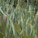 50 Spinning Gum Eucalyptus Seeds Tree Flower Perennial Flowers Seed Fresh Seeds Fast Shipping