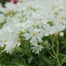 50 Snowflake Phlox Seeds Flower Perennial Seed Flowers Fresh Seeds Fast Shipping