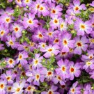 50 Safari Sky Phlox Seeds Flower Perennial Seed Flowers Fresh Seeds Fast Shipping
