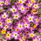 50 Safari Dawn Phlox Seeds Flower Perennial Seed Flowers Fresh Seeds Fast Shipping