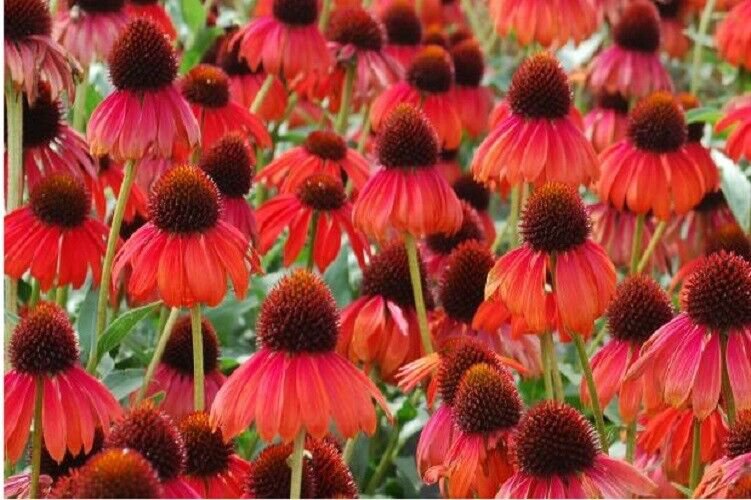 50 Ruby Red Coneflower Seeds Echinacea Perennial Flowers Flower Fresh Seeds Fast Shipping