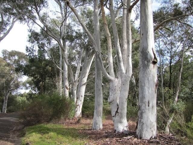 50 Red Spotted Eucalyptus Seeds Tree Flower Perennial Flowers Seed Fresh Seeds Fast Shipping