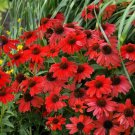50 Red Salsa Coneflower Seeds Echinacea Perennial Flowers Flower Fresh Seeds Fast Shipping