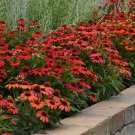 50 Red Ombre Coneflower Seeds Echinacea Flower Perennial Bloom Flowers Seed Fresh Seeds Fast Shippin