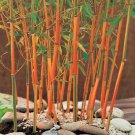 50 Red Fountain Bamboo Seeds Privacy Climbing Garden Seed Shade Fresh Seeds Fast Shipping