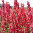 50 Red Delphinium Seeds Perennial Garden Flower Bloom Seed Flowers Fresh Seeds Fast Shipping