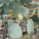 50 Red Box Eucalyptus Seeds Tree Flower Perennial Flowers Seed Fresh Seeds Fast Shipping