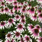 50 Pretty Parasols Coneflower Seeds Echinacea Perennial Flowers Flower Fresh Seeds Fast Shipping