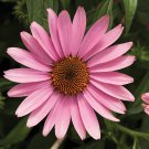 50 Prairie Splender Coneflower Seeds Echinacea Flower Perennial Flowers Seed Fresh Seeds Fast Shippi