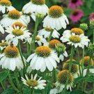 50 Pow Wow White Coneflower Seeds Echinacea Perennial Flowers Flower Fresh Seeds Fast Shipping