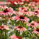 50 Playful Meadows Coneflower Seeds Echinacea Flower Perennial Flowers seed Fresh Seeds Fast Shippin