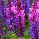 50 Pink Purple Salvia Seeds Flower Seed Perennial Flowers Hummingbird Fresh Seeds Fast Shipping