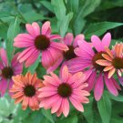 50 Pink Orange Coneflower Seeds Echinacea Perennial Flowers Flower Fresh Seeds Fast Shipping