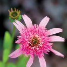 50 Pink DBL Delight Coneflower Seeds Echinacea Perennial Flowers Flower Fresh Seeds Fast Shipping