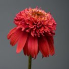 50 Orangeberry Coneflower Seeds Echinacea Flower Perennial Bloom Flowers Fresh Seeds Fast Shipping