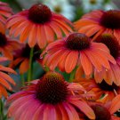 50 Orange You Awesome Coneflower Seeds Echinacea Perennial Flowers Flower Fresh Seeds Fast Shipping