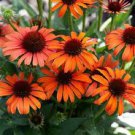 50 Orange Skipper Coneflower Seeds Echinacea Perennial Flowers Flower Fresh Seeds Fast Shipping