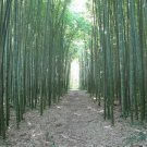 50 Moso Bamboo Seeds Privacy Climbing Garden Clumping Shade Screen Fresh Seeds Fast Shipping