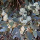 50 Moot Eucalyptus Seeds Tree Flower Perennial Flowers Seed Fresh Seeds Fast Shipping