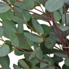 50 Moon Lagoon Eucalyptus Seeds Tree Flower Perennial Flowers Seed Fresh Seeds Fast Shipping