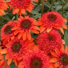 50 Moab Sunset Coneflower Seeds Echinacea Perennial Flowers Seed Flower Fresh Seeds Fast Shipping