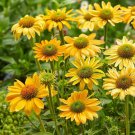 50 Mellow Yellow Coneflower Seeds Echinacea Perennial Flowers Seed Flower Fresh Seeds Fast Shipping