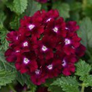 50 Magenta Verbena Seeds Flower Seed Spring Perennial Flowering Blooms Fresh Seeds Fast Shipping