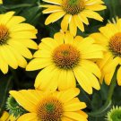 50 Lemon Yello Coneflower Seeds Echinacea Perennial Flowers Flower Seed Fresh Seeds Fast Shipping