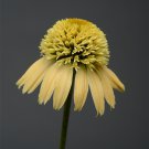 50 Lemon Cream Coneflower Seeds Echinacea Flower Perennial Bloom Flower Seed Fresh Seeds Fast Shippi