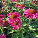 50 Kissmet Raspberry Coneflower Seeds Echinacea Flower Perennial Flowers Fresh Seeds Fast Shipping